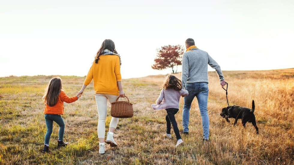 Dog assessments for child adoption agencies
