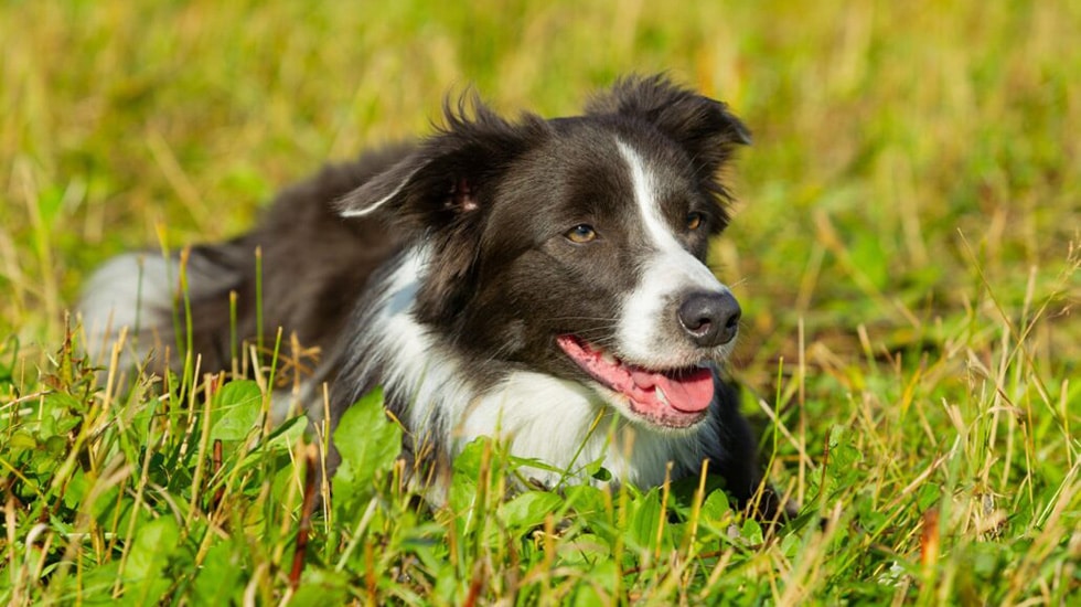 Dog training consultations