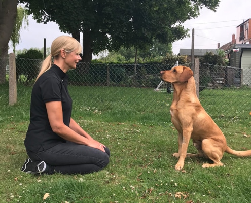 Dog training consultant, Helen Howell