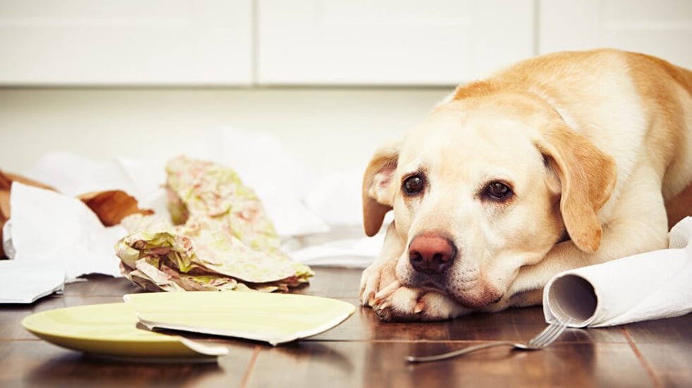 Dog behaviour consultant Helen Howell