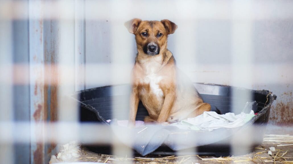Expert witness for canine legal work