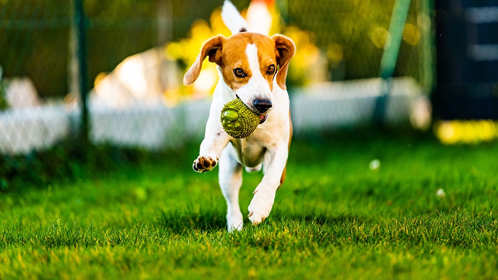 Dog bite prevention and co-operative care