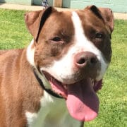 Canine expert witness case