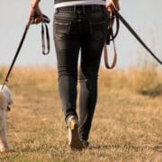 Dog Behaviour and training advice