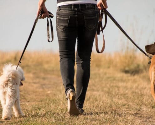 Dog Behaviour and training advice