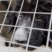 Improving the welfare of dogs seized by police