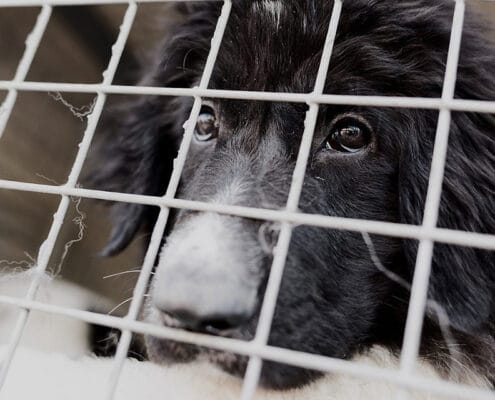 Improving the welfare of dogs seized by police
