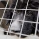 Improving the welfare of dogs seized by police