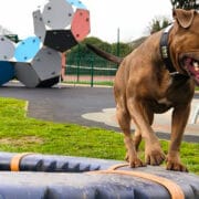 Rocco seized by Police