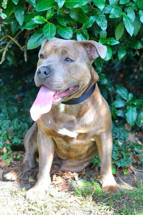 Rocco died in Police custody