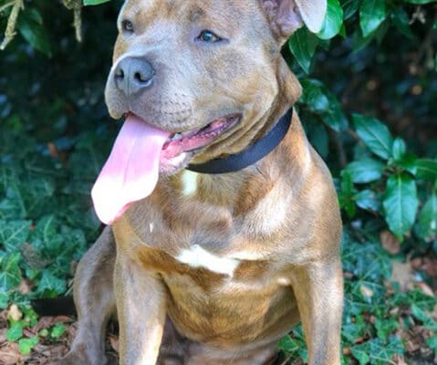 Rocco died in Police custody