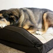 Pain and Behaviour Problems in Dogs