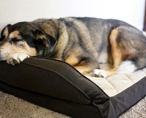 Pain and Behaviour Problems in Dogs