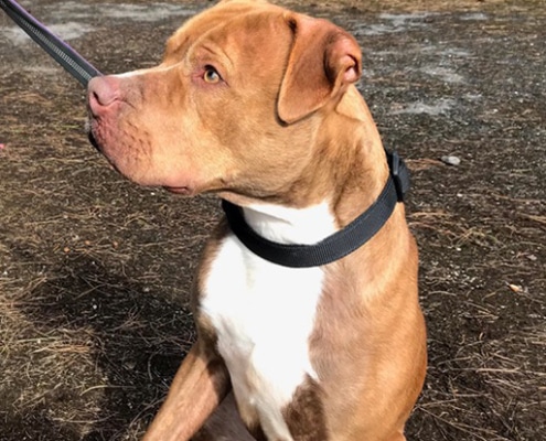 Duke - a gentle pit bull type dog
