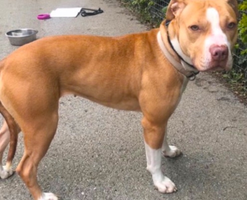 Lilly - A gentle pit bull type dog