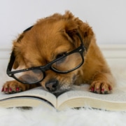 Giving evidence in court about a dangerous dog