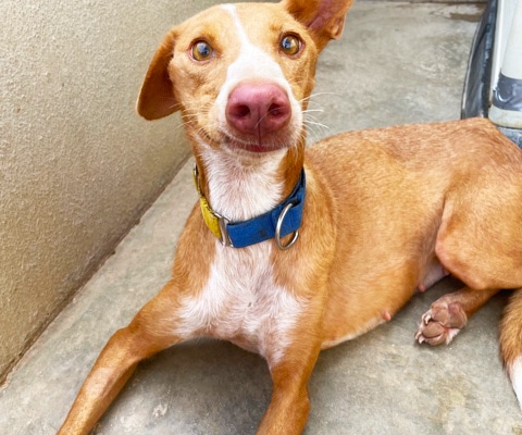Beautiful dog who had been used as bait
