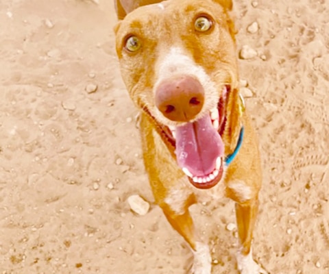 An excited rescue dog in Spain