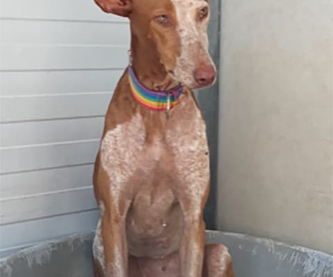Beautiful galgos with large ears