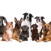 A variety of dog breeds