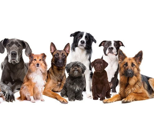A variety of dog breeds